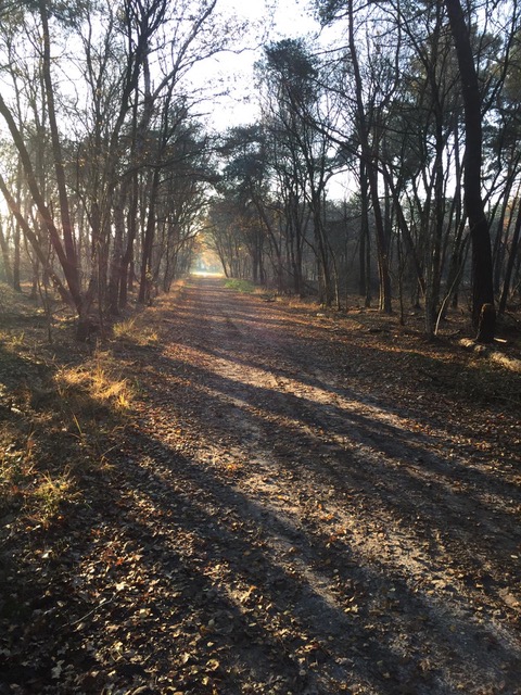 Het bos van TriB